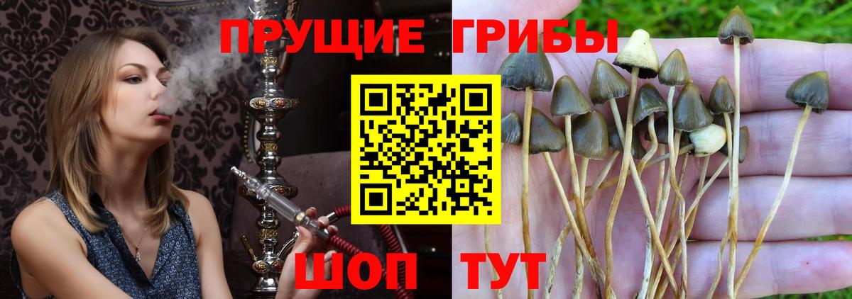 Галлюциногенные грибы Magic Shrooms  Вход с VPN  Новодвинск 